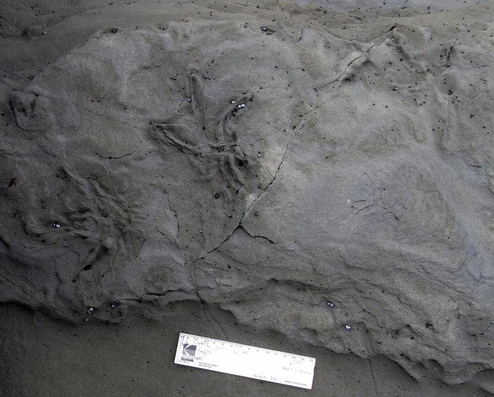Fossil bird tracks in Australia said oldest on the island continent