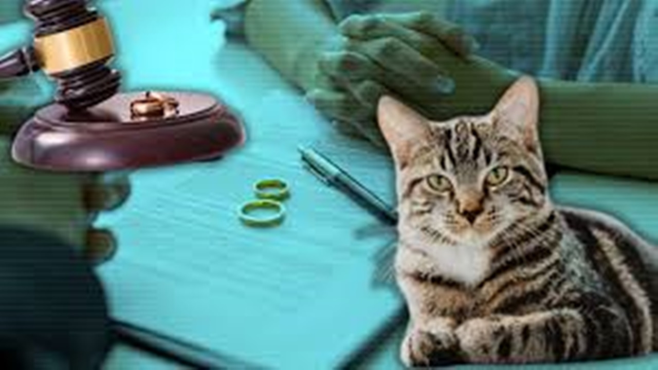 Nafakada yeni dönem: Boşanma protokolüne ‘Kedi Bakım Nafakası’ maddesi girdi!